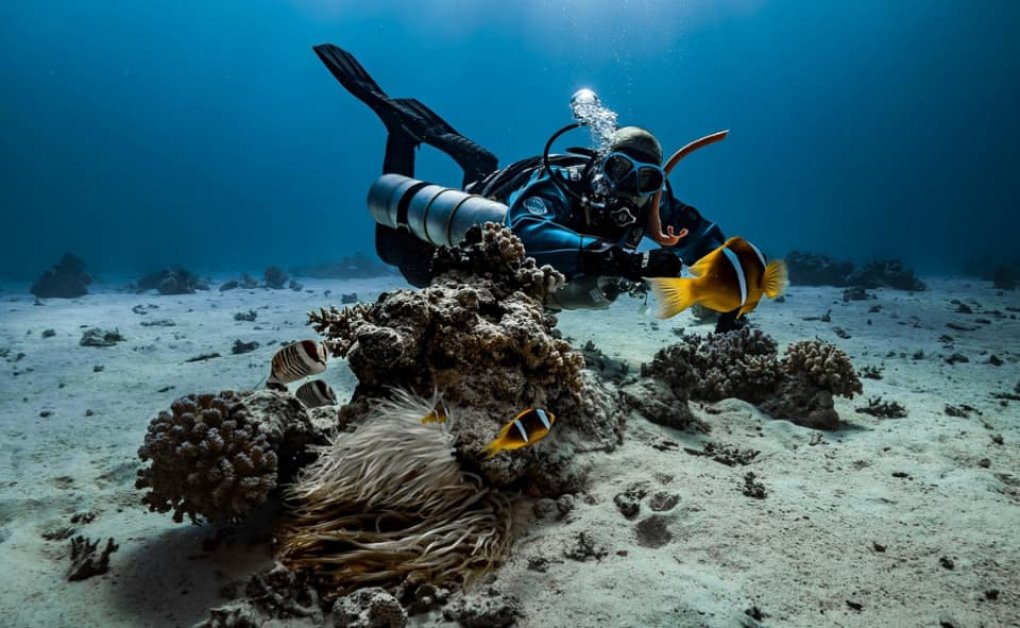 Unterwasseraufnahme eines Korallenriffs mit vielen kleinen, orangefarbenen Fischen vor blauem Meerwasser