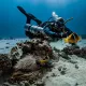 Unterwasseraufnahme eines Korallenriffs mit vielen kleinen, orangefarbenen Fischen vor blauem Meerwasser