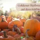 Kürbisse im warmen Herbstlicht auf einem Kürbisfest, herbstliche Stimmung